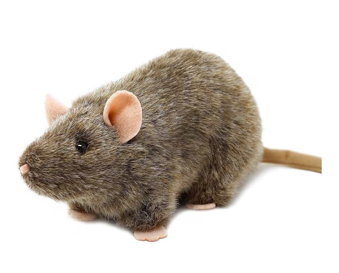 3 de Gener dia del peluche. #RCDE