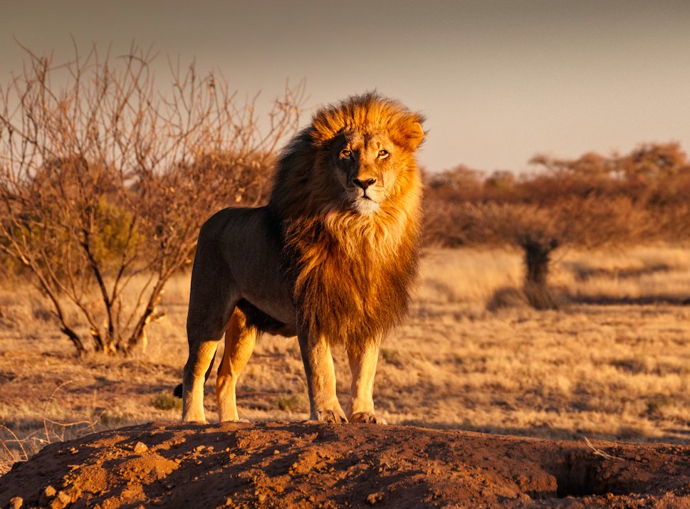 PanzerXGeneral's tweet image. Dans le règne animal, un lion dominant n'accepte pas la progéniture d'un autre...