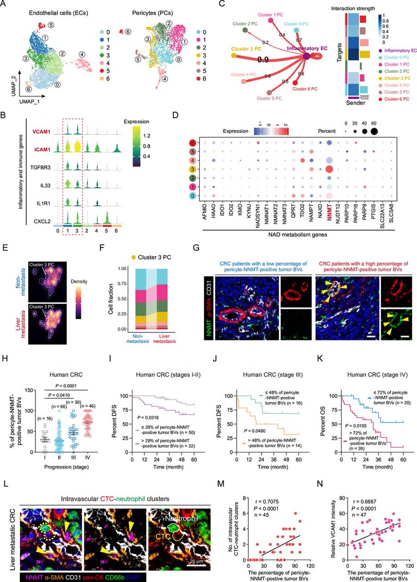 Gut_BMJ's tweet photo. #GUTImages from the paper by Wang et al entitled

"Pericyte drives the formation of circulating tumour cell-neutrophil clusters to promote colorectal cancer metastasis" via

https://t.co/fgf1sI6FLW

#ColorectalCancer #Metastases https://t.co/XYGLrmARB0