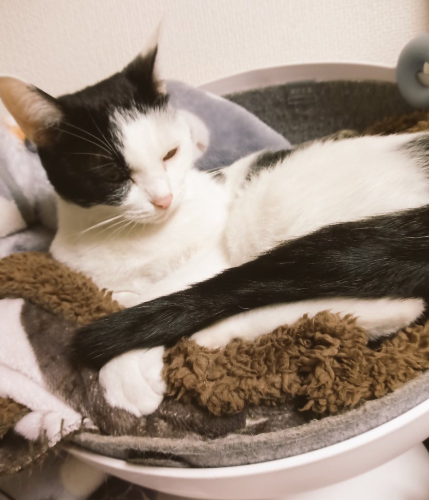 ヒヨハシ様一枚 楽天市場】＼クーポン配布中／ヘルメット バイク 自動二輪 フル