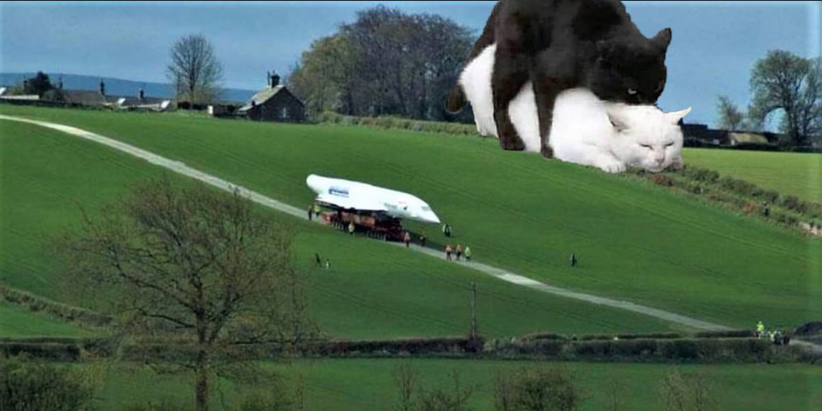 Giant Cats Of Dunbar tweet media