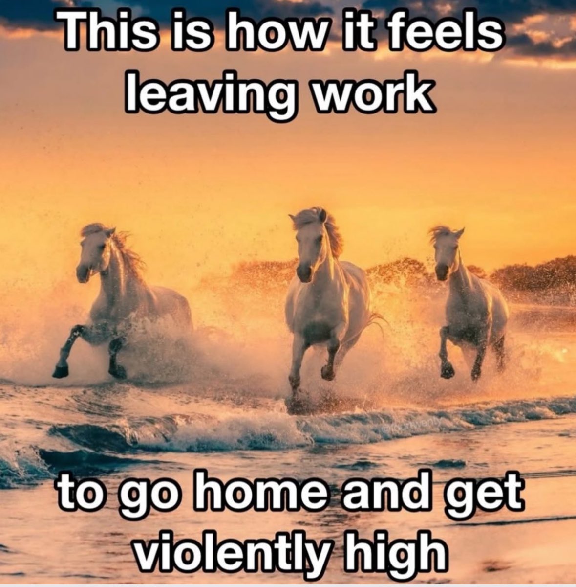 northstardoll's tweet image. 