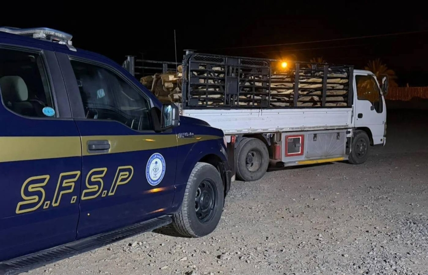 القوات الخاصة للأمن والحماية بالمدينة تضبط مخالفًا لنظام البيئة #السعودية 