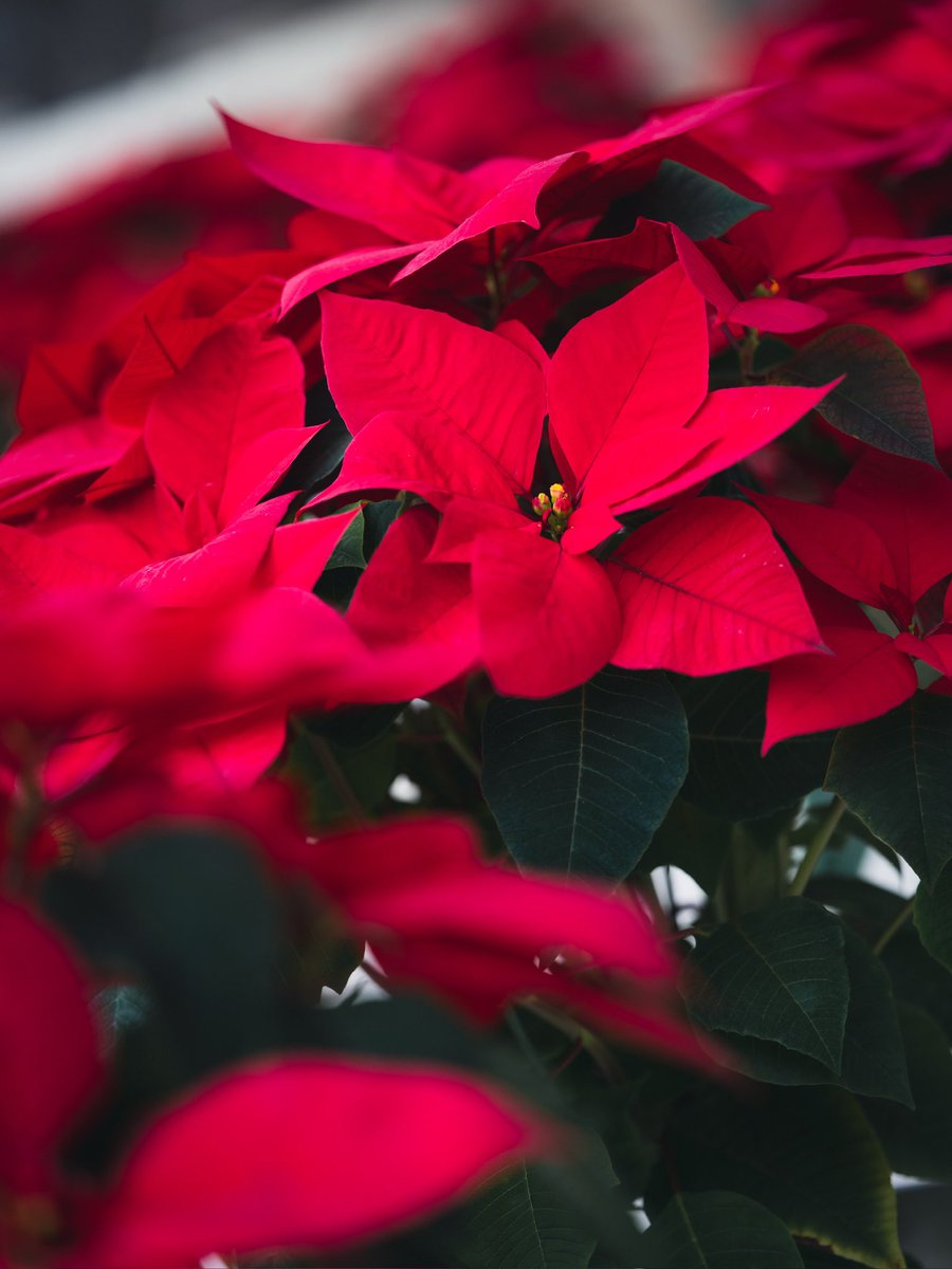 🌅あやぽん🦋ayapon🌠 (@sma6aya) / Posts / X