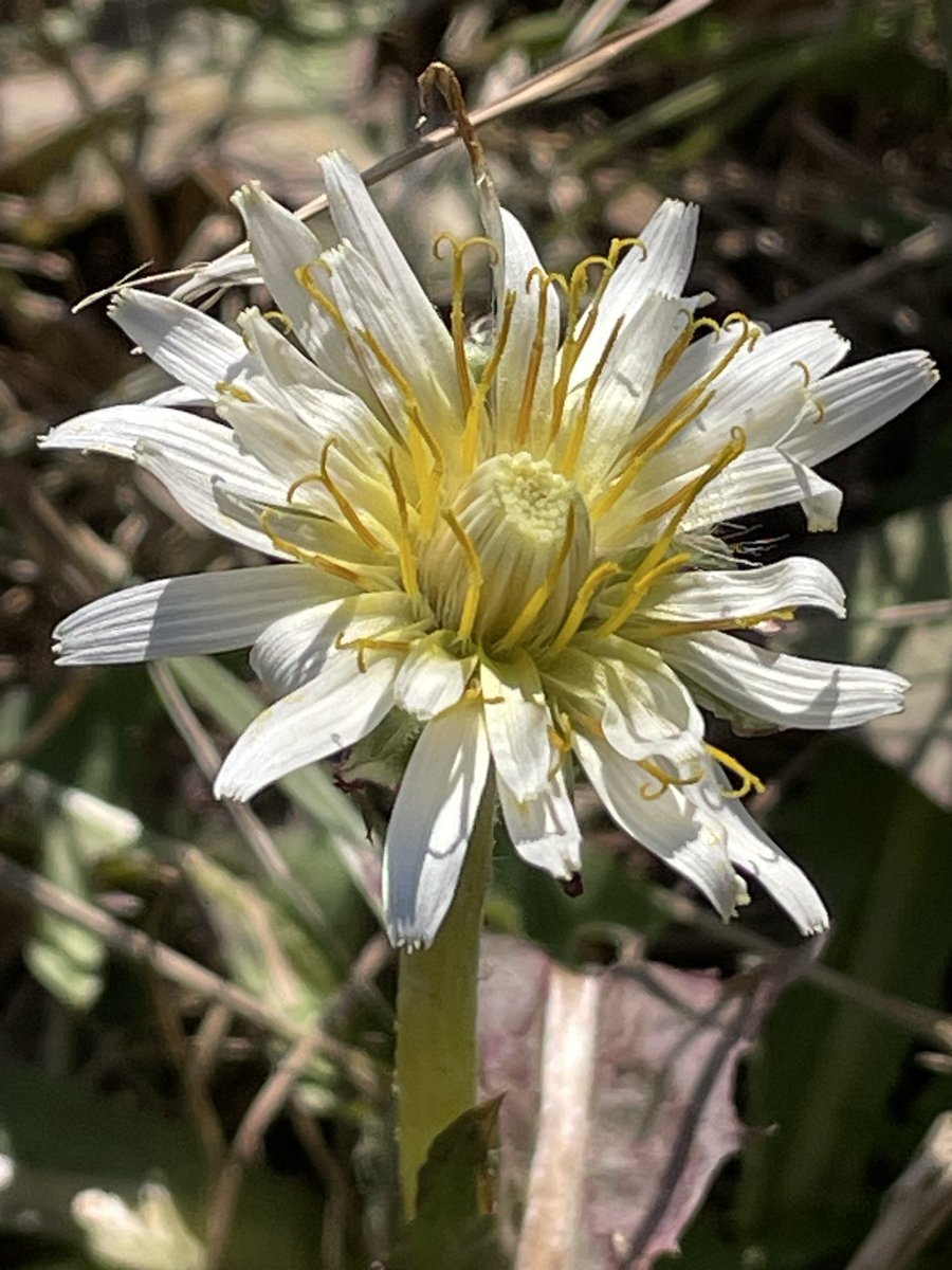 シロバナタンポポ🌼✨

キク科タンポポ属✨日夲在来種✨本来春に開花するが先日の散歩の時に見つけました✨舌状花が他のタンポポより比較的少ない✨地域によっては希少性が進んでいるので保全が必要✨鹿児島では準絶滅危惧種✨花言葉は私を見つめて・私を探して✨自分を深く見つめ本来の自分を探そう🙏