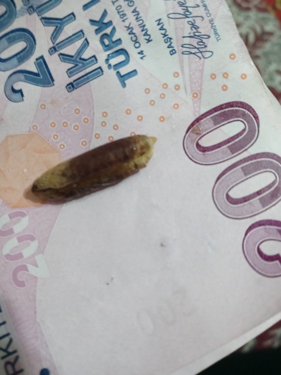 Hurma çekirdeği bereket getirir derlerdi de hiç yaşamamıştim poşetin dibinde hurma çekirdeğine yapmismis nereden geldi asla bilmiyorum ama Allah'ım gönderdiğin para için çok teşekkürler daha çok inşallah 💘🤍💗🥰💘💒