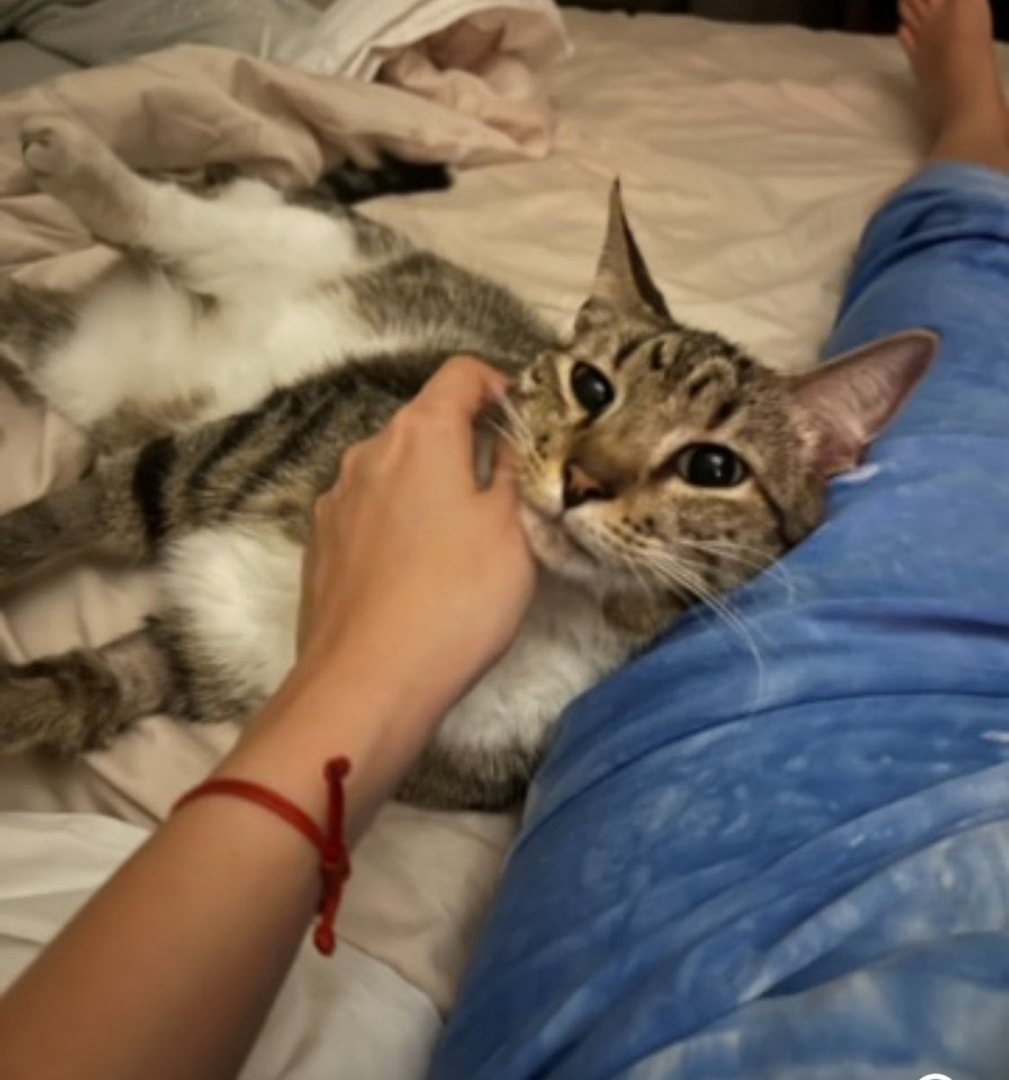 ferluzu's tweet photo. Recién puedo escribir sin llorar que el domingo 21/12 a las 4 am se me fue mi Mila 💔 nunca te olvidaremos mi mili hermosa, 8 años siendo la mas chiquita y engreida de la casa 💞💔 https://t.co/YGrMqwAI56