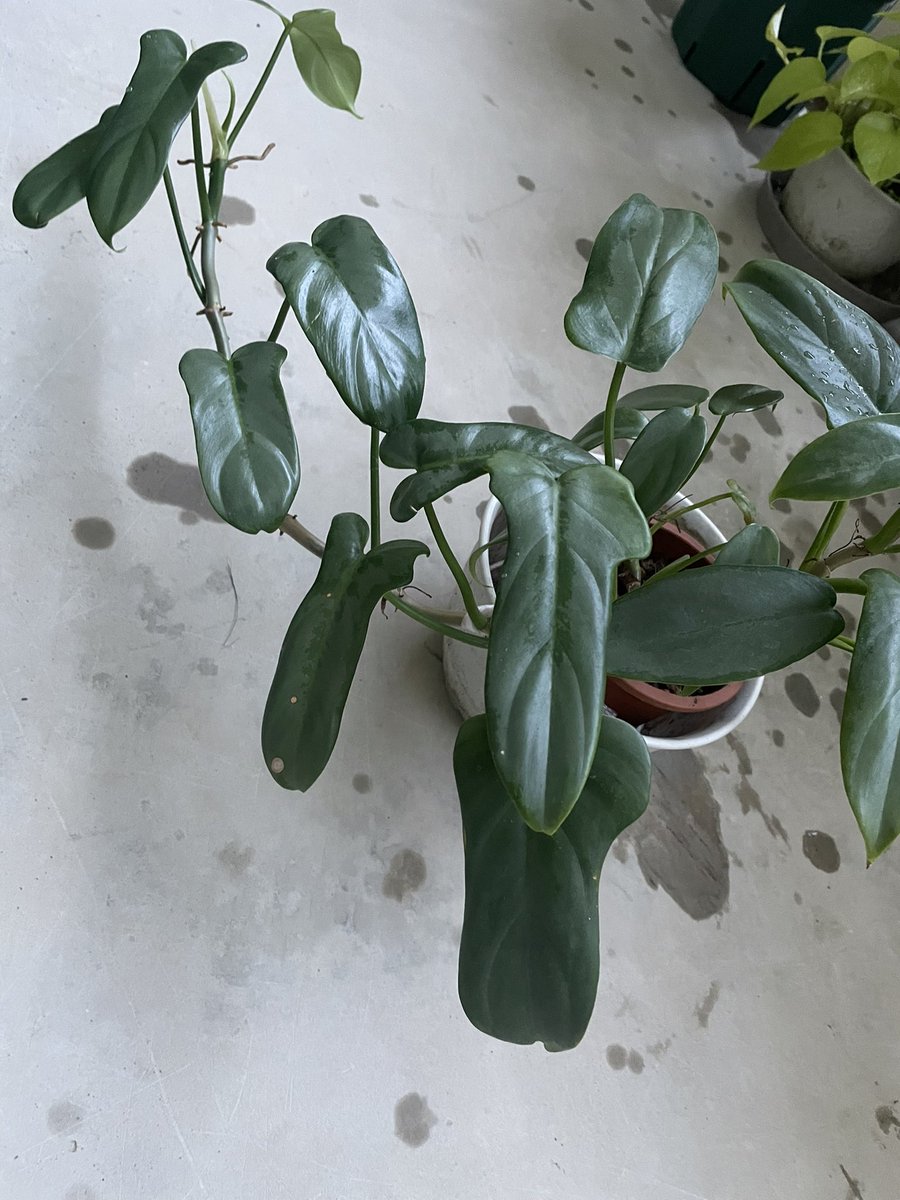 msk♡様−専用ページ フラワー🧚🏻‍♀️ (@kIXzMvXyYre1Dp6) / Posts / X