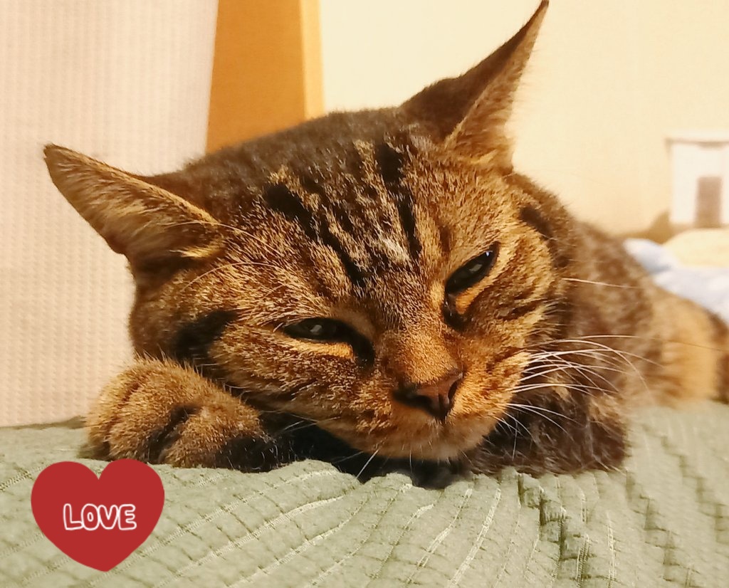 pink8stone's tweet photo. おはようございます🐈️
今日は雨だﾆｬｰﾝ🐱

♯猫好きさんと繋がりたい
♯保護猫と暮らす
♯動物好き
♯ねこかわいいね https://t.co/7FWzpYwCXr