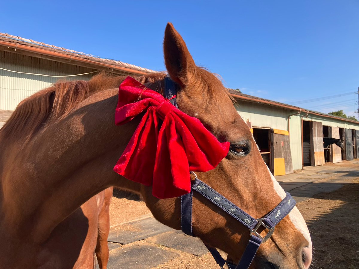 jvLVe1HRZDFTYu1's tweet photo. 🐴メリクリ〜🎁
(やらされてる感MAX)

🐴Merry Christmas~🎁
(I feel like I'm being forced to do this) https://t.co/cH53wTOiUk