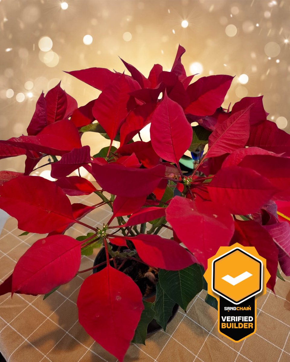 🎄Happy #sandmas 🎁