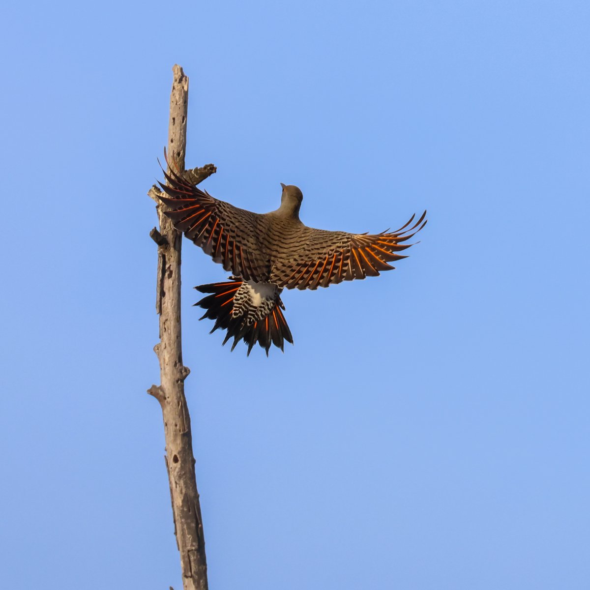 Mark Robertson tweet media