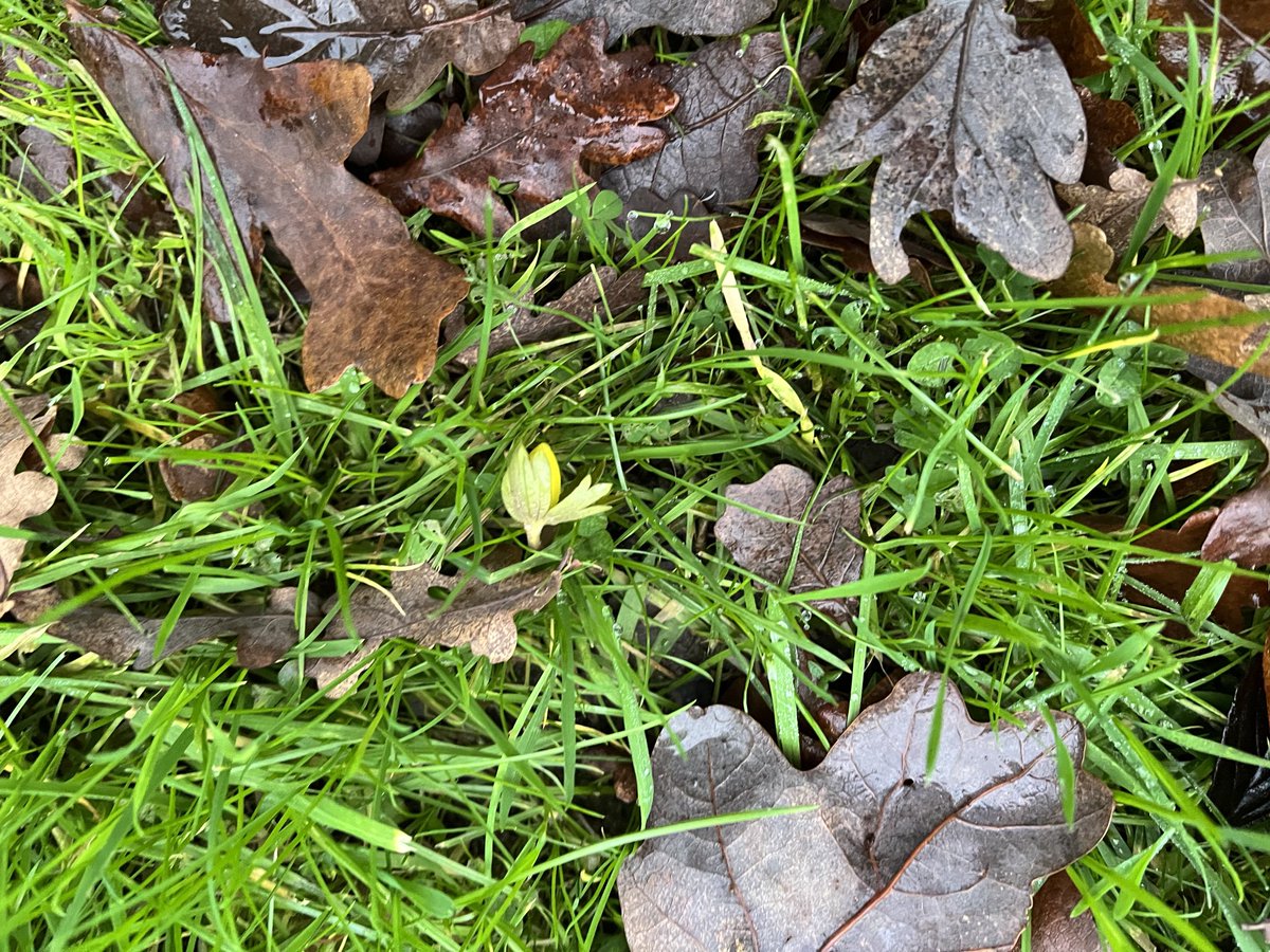 First sign of Spring?
