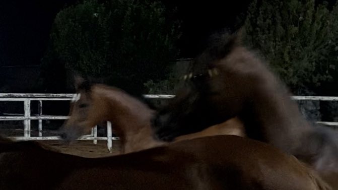 Sometimes all you need is 
being around horses🤍!