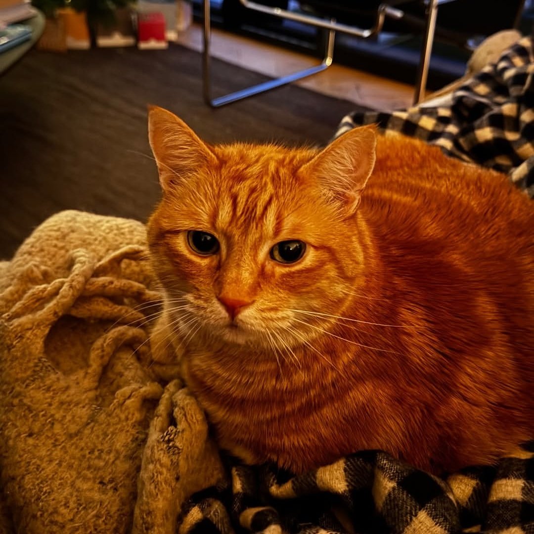 rubiuhfernet's tweet image. yo no puedo explicar el amor que le tengo a wilson, te amo gordo más que al boludo de rubius