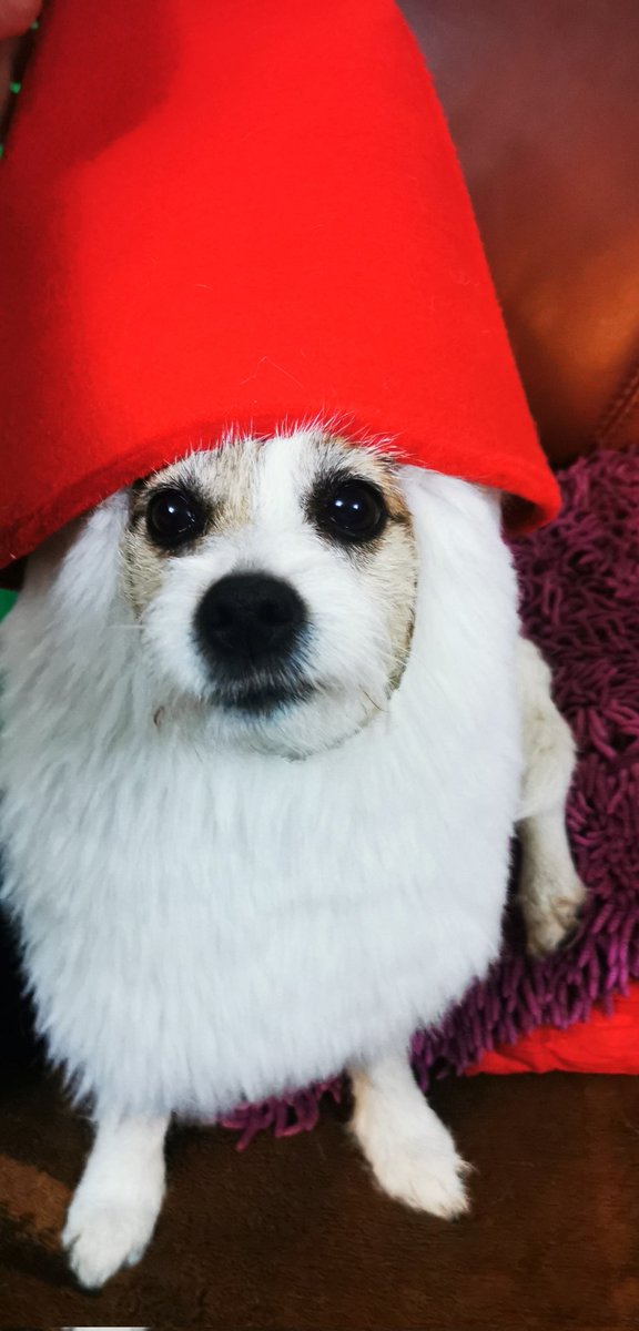 Seb_Lach's tweet image. Drodzy użytkownicy X!

Ja, Nelson, rosyjski szpieg pod przykrywką uroczego psa w świątecznej czapce gnoma, przesyłam wam tajne życzenia z okazji Świąt Bożego Narodzenia.
 W tym sezonie, gdy śnieg sypie jak tajne dokumenty, a choinki świecą jaśniej niż moje tajne gadżety, życzę…