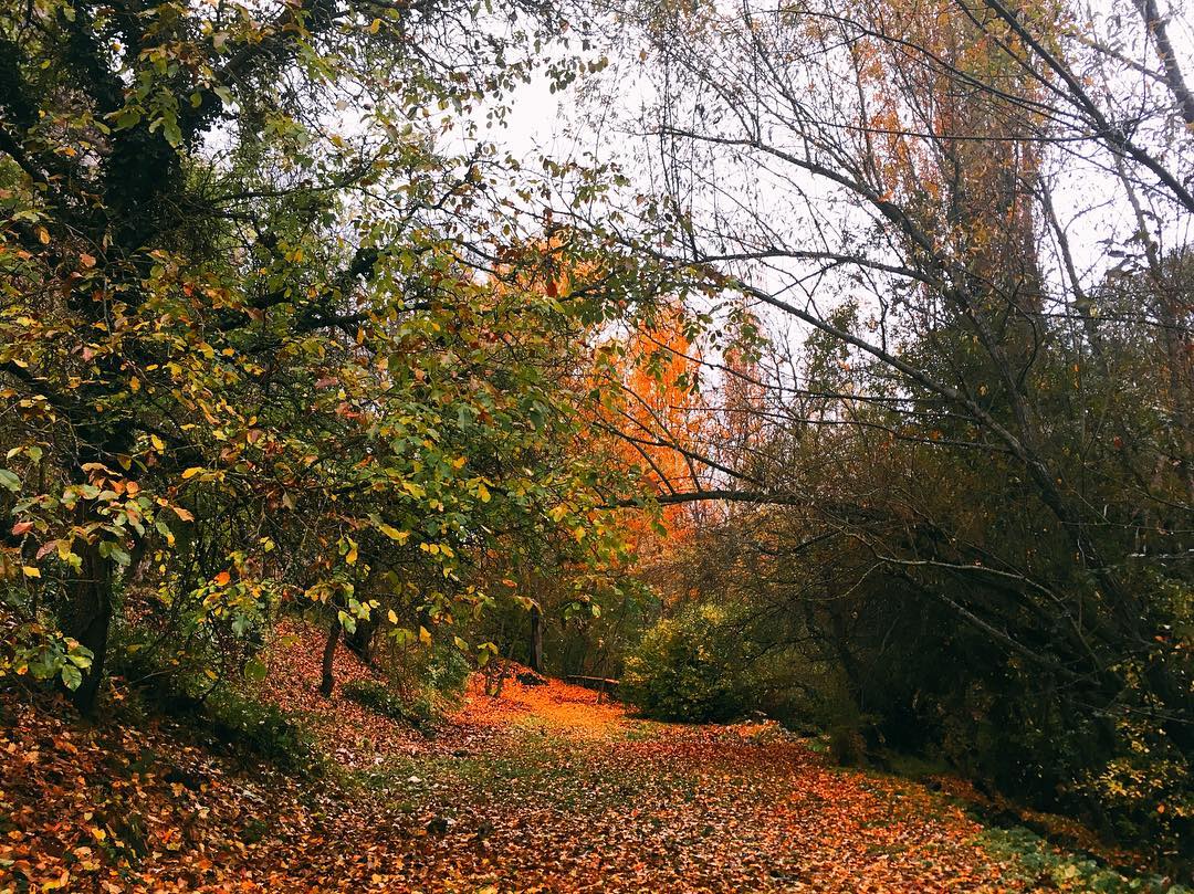 mandolinaes's tweet photo. Winter has barely started, but I still feel like I left part of myself in autumn. https://t.co/nz3bZgDHlg