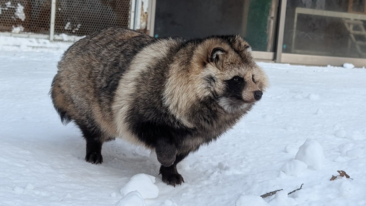 たぬき (@TanukiCTO) / Posts / X