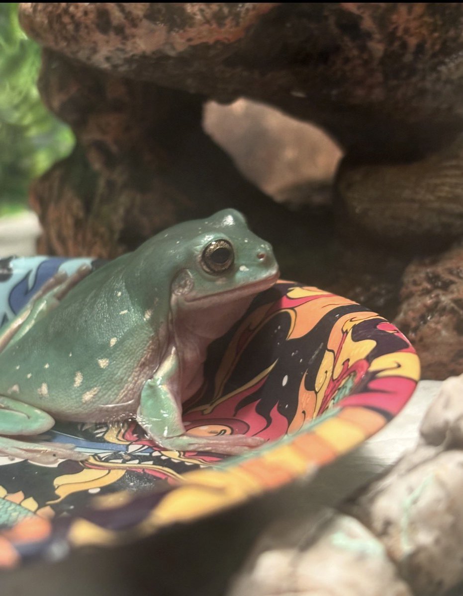 w0lfstag's tweet image. this is an australian whites tree frog. they are not poisonous. they are extremely friendly and socialable. i have 2! this is one of them - grogu!