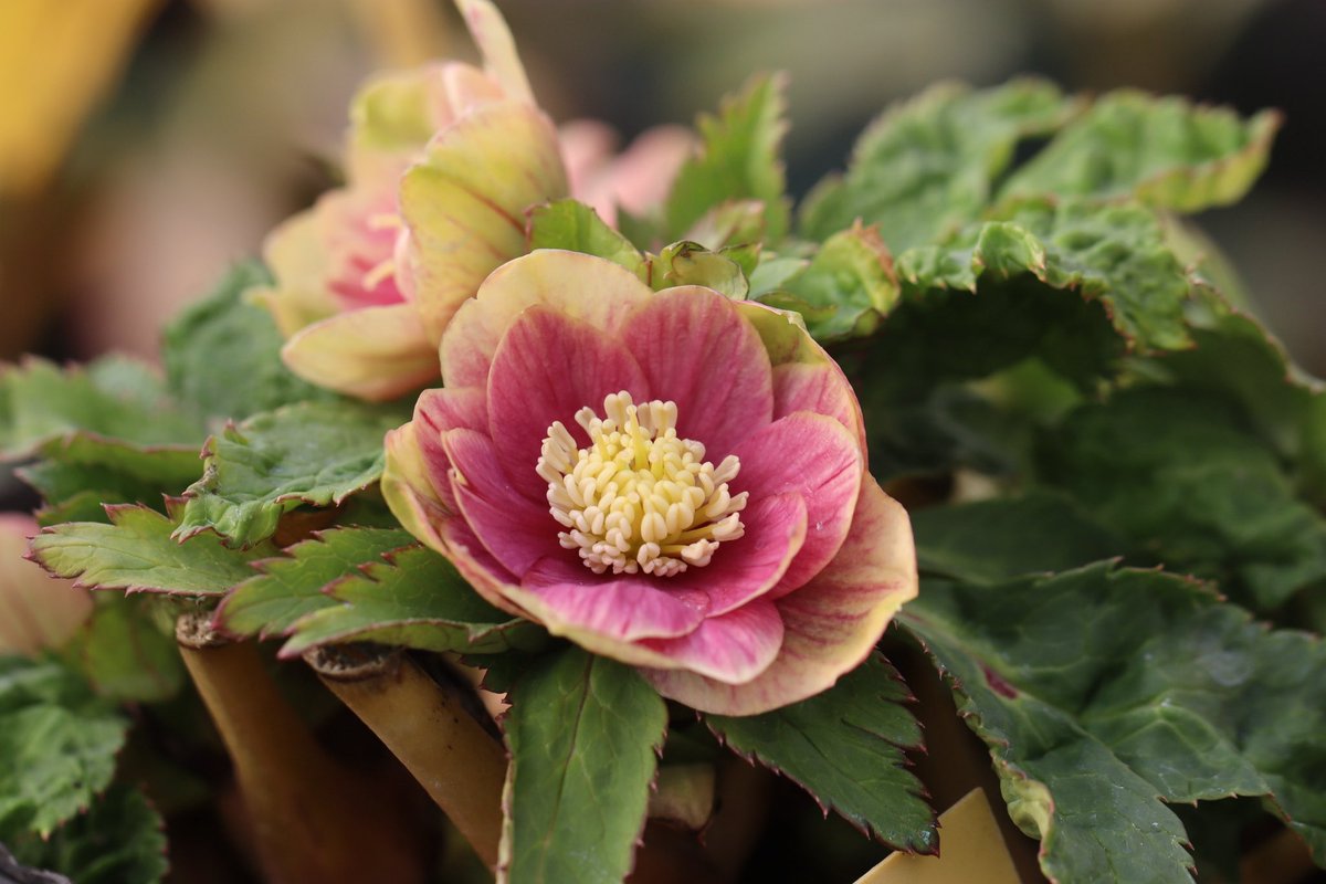 ohgi_nursery (@OhgiNursery) / Posts / X