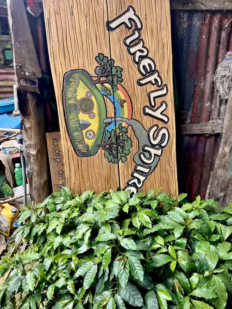 Firefly Shire 🌙✨ tweet media