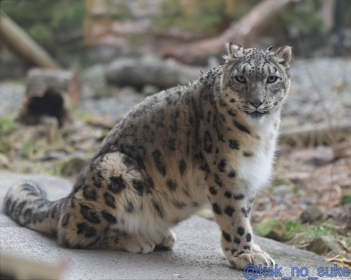 けーすけ (@ksk_no_suke) / Posts / X