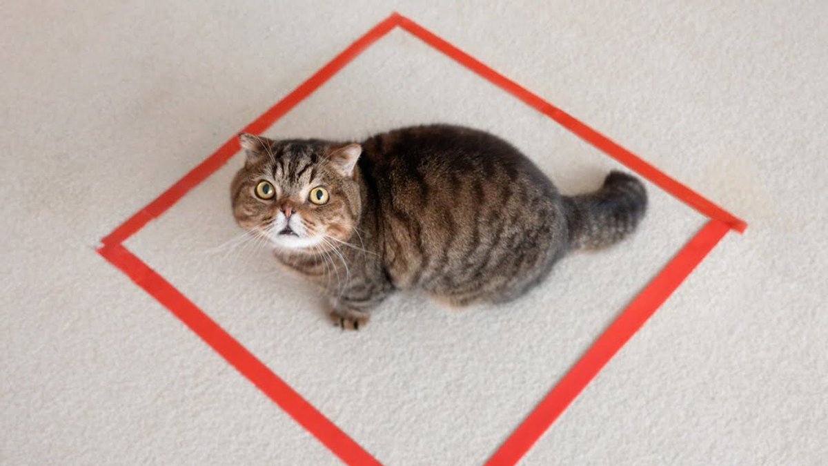 爆笑】「ボク、ここから出られないニャ…」床に描かれた“見えない壁”に