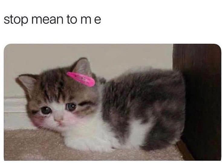 smol silly cat tweet media