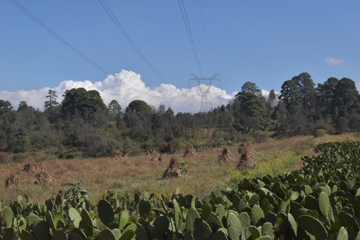 tlacoyucan's tweet photo. Esta foto me gusta ya que representa el cambio histórico que ha sufrido nuestros entornos naturales dentro de Milpa Alta; al fondo vemos un fragmento de bosque de pino, en segundo plano vemos "mogotes" de plantas de maíz, cultivo que cada vez encontramos menos de manera general.. https://t.co/K07XsyMnT5