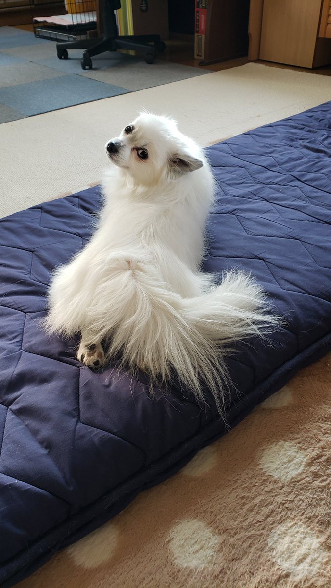 こてつ (@kotetu1888) / Posts / X