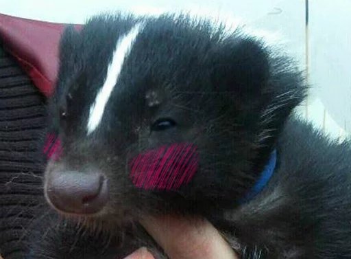 RombiteSkunk's tweet photo. Sona VS IRL animal ;3c

SKUNK SKUNK SKUNK 🦨✨ https://t.co/EdOhjLqCZj