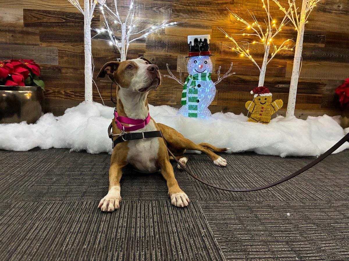 San Diego Humane Society tweet media