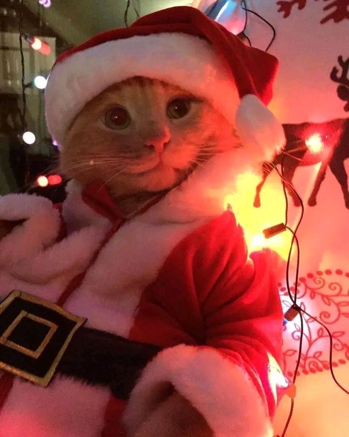nekocatts's tweet image. Santa claus is coming to town 🎅
