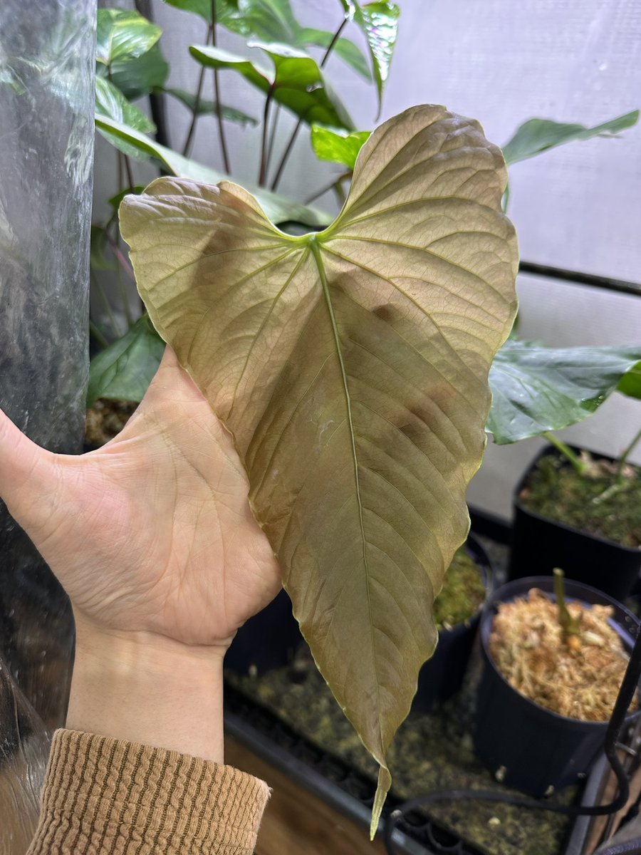 masayaページ Masaya (@masaya_zxrs) / Posts / X