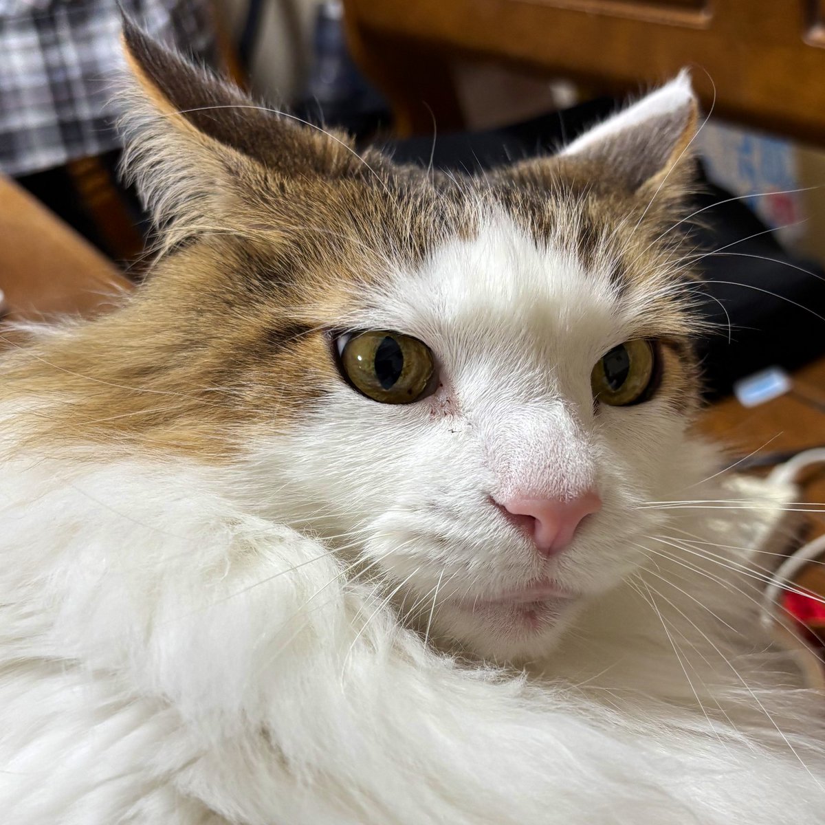 おはにゃん☀️ 小太郎 「あ、クソ兄貴だ！あれやんないと！シャーーッ