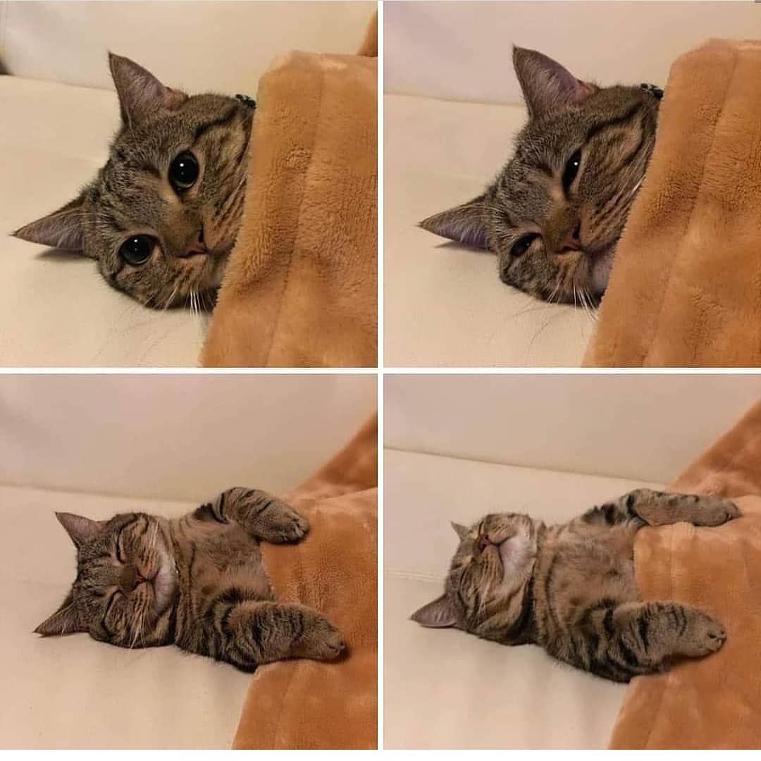 PunchingCat tweet picture