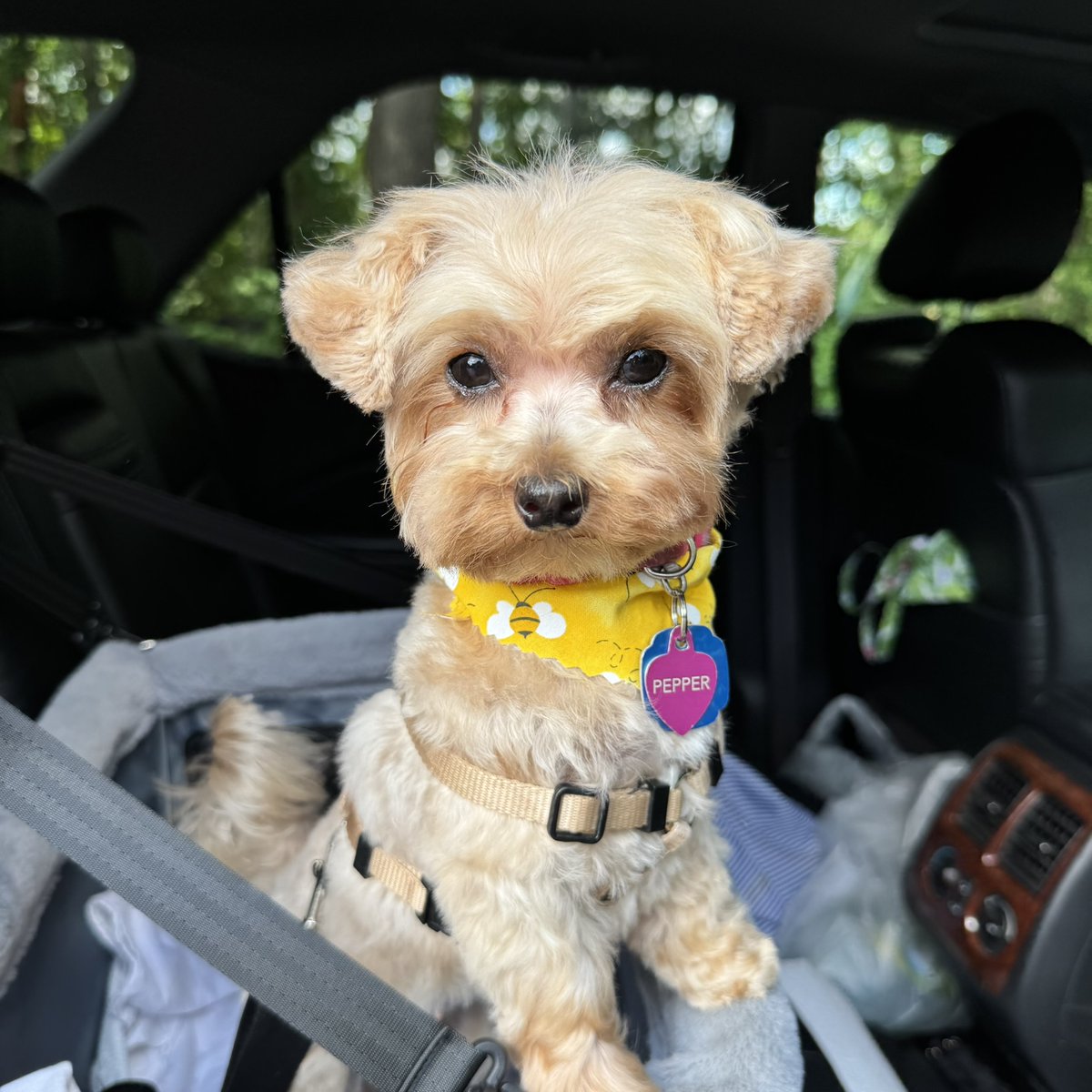 GloryBorgeson's tweet photo. @mattvanswol @catturd2 Merry Christmas, from Pepper the Maltipoo! https://t.co/w0OM7r06Cx