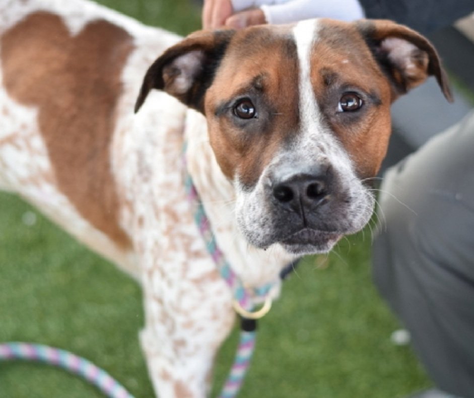 MyBoxerLuvMac1's tweet photo. 💔Moose💔
#NYCACC #243071 2y
▪️Listed TBK: 12/27💉
#RescueOnly
Precious sweetie's💔, underweight.
So fearful, unable 2 do assessment.
Adorable youngster's trying 2 be brave!
Needs loving, all adult, N.East #Foster, 4 security, 2 decompress & flourish.
DM @CathyPolicky
Pls #pledge
💞M
https://t.co/bZUmCcuPGU