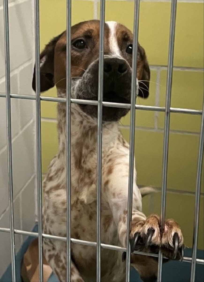MyBoxerLuvMac1's tweet photo. 💔Moose💔
#NYCACC #243071 2y
▪️Listed TBK: 12/27💉
#RescueOnly
Precious sweetie's💔, underweight.
So fearful, unable 2 do assessment.
Adorable youngster's trying 2 be brave!
Needs loving, all adult, N.East #Foster, 4 security, 2 decompress & flourish.
DM @CathyPolicky
Pls #pledge
💞M
https://t.co/bZUmCcuPGU