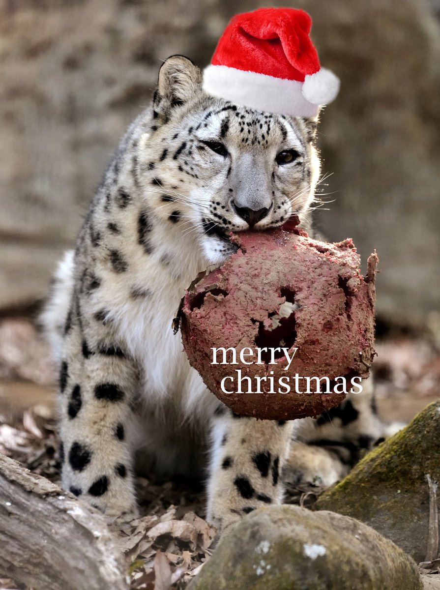 nekooyaji (@nanata35047722) / Posts / X