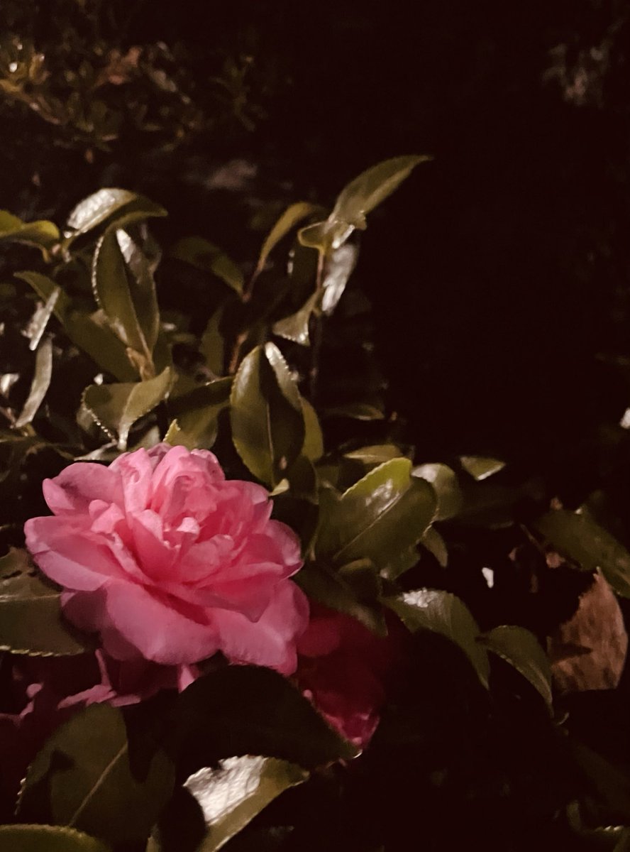 simaizum_i's tweet photo. おはようございます🌸
誰かを笑顔にできますように🤶
本日もよろしくお願いします。
#おは戦71224🎄ib https://t.co/49Xqito5OD