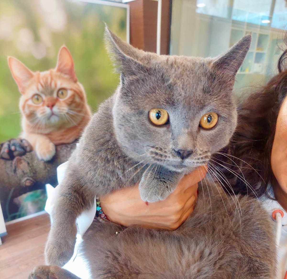 "EV SICAKLIĞINA ALIŞMIŞ NAİF BİR CAN: GÜMÜŞ Onu hayatının bir parçası olarak kabul edecek, uzun soluklu bir bağ kurmak isteyen bir aile aranmaktadır.
Yer: Ankara / Eryaman
İletişim: 0545 600 40 36 facebook.com/photo/?fbid=12…