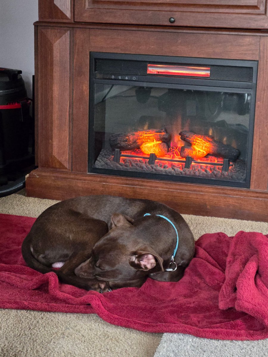 LolaPatolla's tweet image. Hugo is now going on walks with his fur sibs! Stronger every day! ♥️