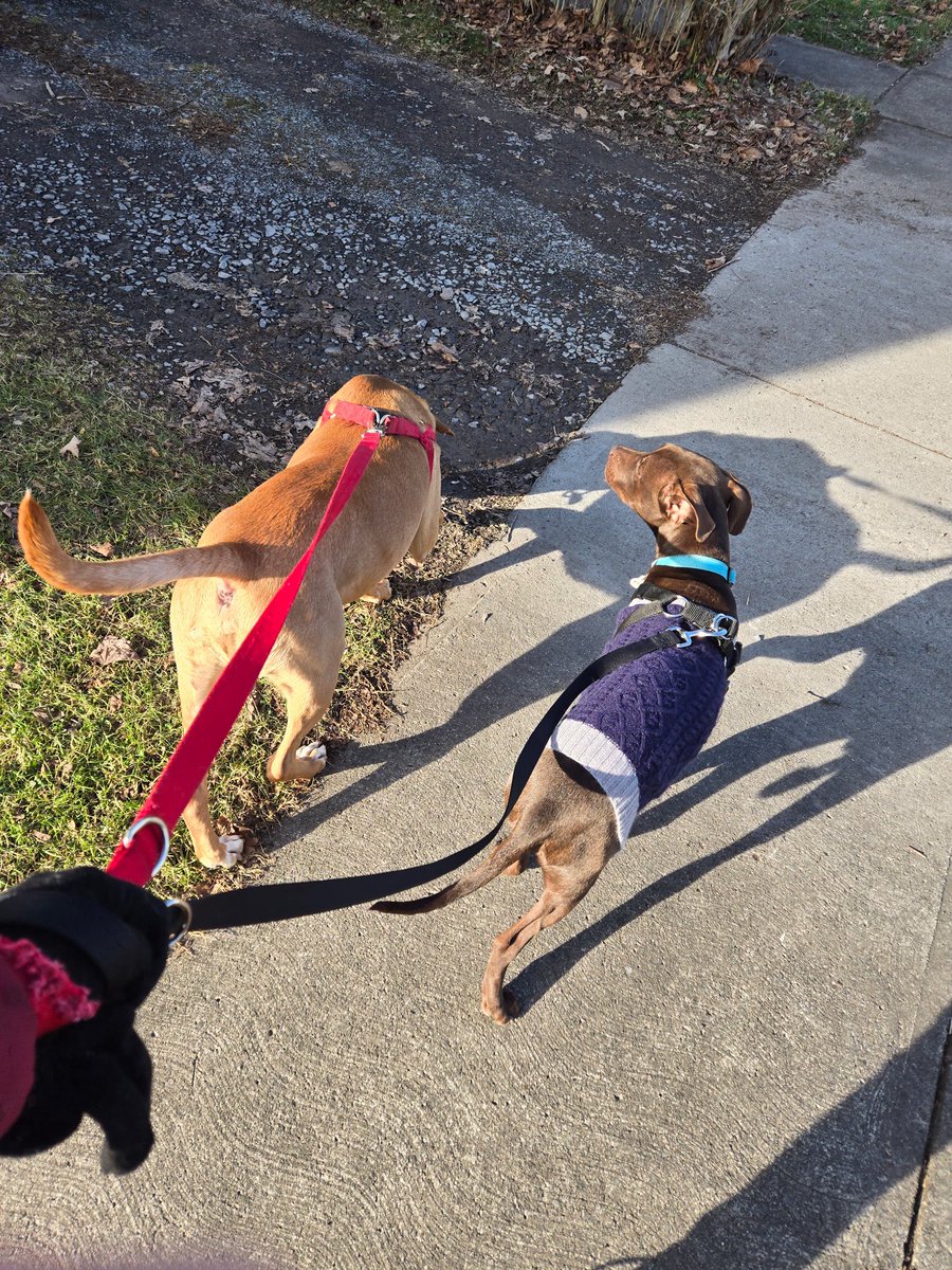 LolaPatolla's tweet image. Hugo is now going on walks with his fur sibs! Stronger every day! ♥️