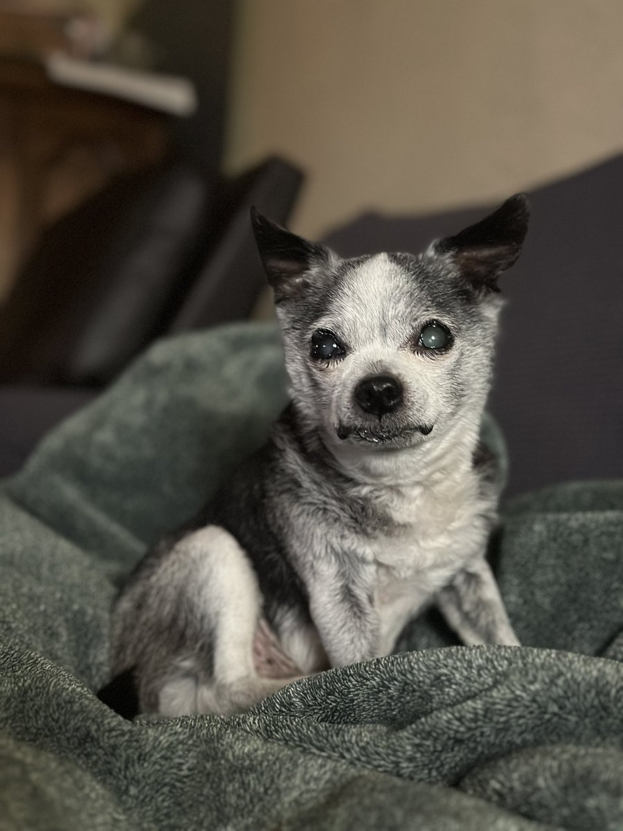 Mikaa_213's tweet photo. Feels like in a blink of an eye, more grays and whites appear on your tiny face

No one prepares you for when your soul dog grows older 😭

I love you Rigby, I know you can’t outlive me but I’m praying you can stay with me longer than the usual lifespan for your breed 😭🙏🏼 https://t.co/oB1I8BAjws