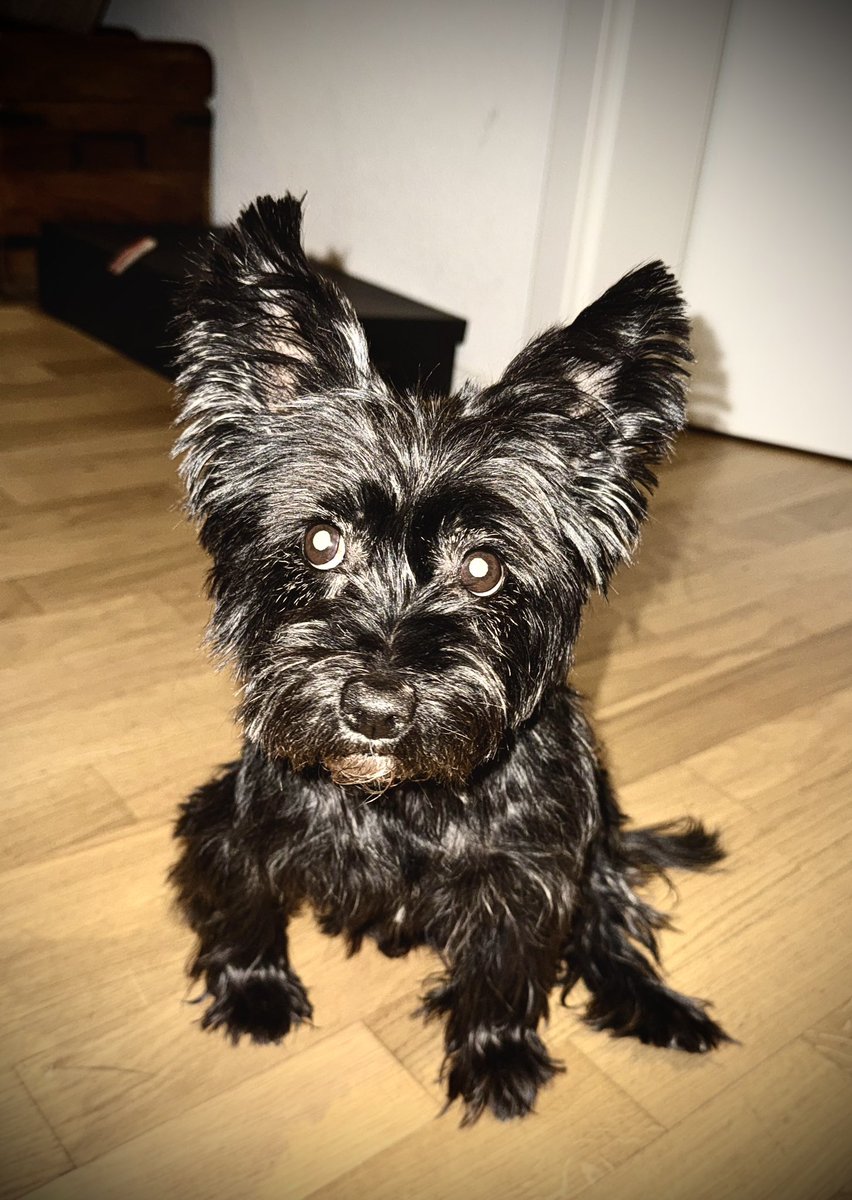 That’s my dog 🐶 
Say hello to Ripple.. Yes, that’s her name 🥰

<a href="/Ripple/">Ripple</a> <a href="/bgarlinghouse/">Brad Garlinghouse</a> $XRP