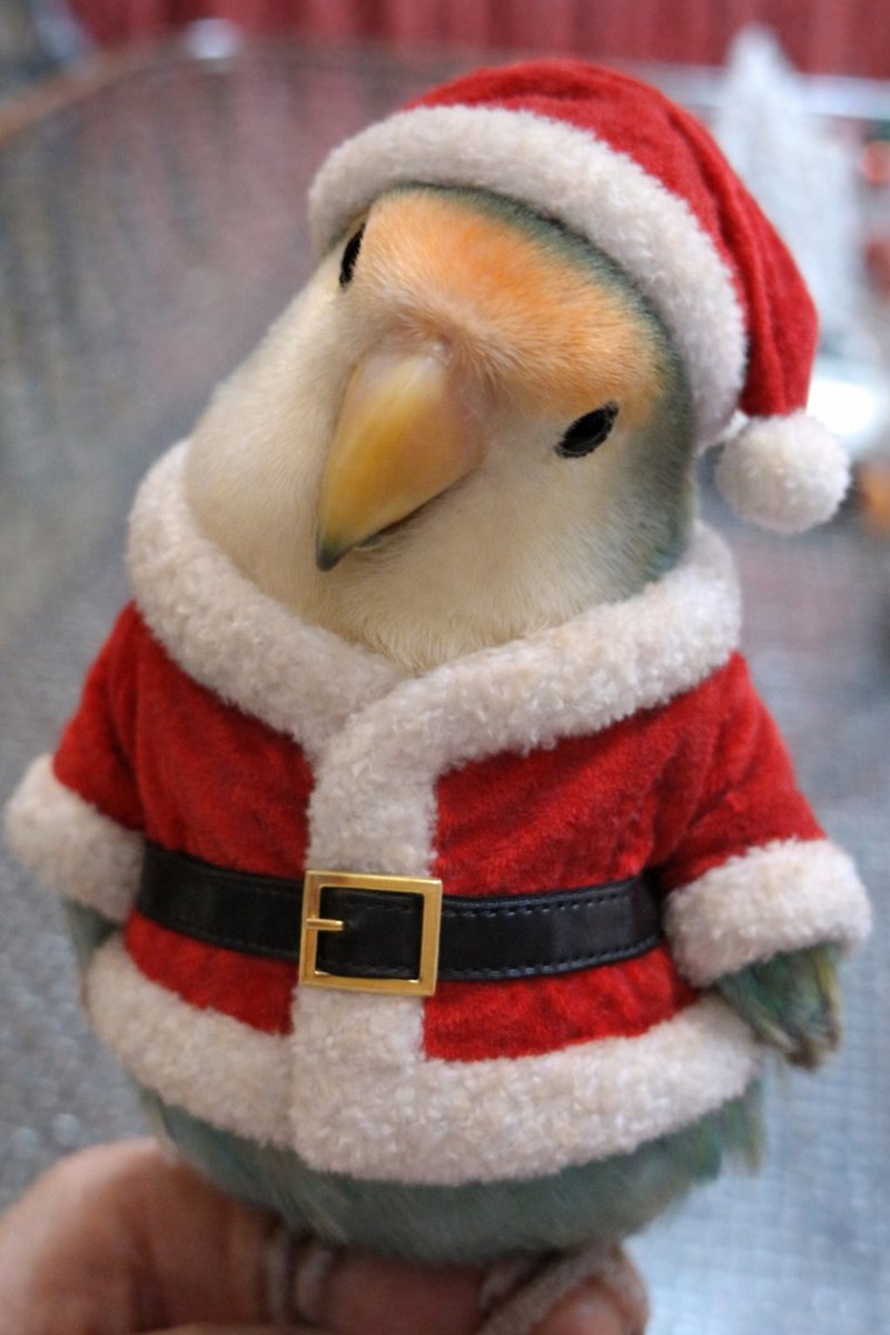 𓍄𓂃𓈒*𓍄𓂃𓈒*𓍄𓂃𓈒*𓍄𓂃𓈒*
*:☆Merry Xmas☆*:.
𓍄𓂃𓈒*𓍄𓂃𓈒*𓍄𓂃𓈒*𓍄𓂃𓈒*

素敵な☃️🎄クリスマスイブ🎄☃️をお過ごしください(*ˊᵕˋ*)

私はリンタマとクリスマスイブを過ごします🥰

相方は夜勤でいない。。