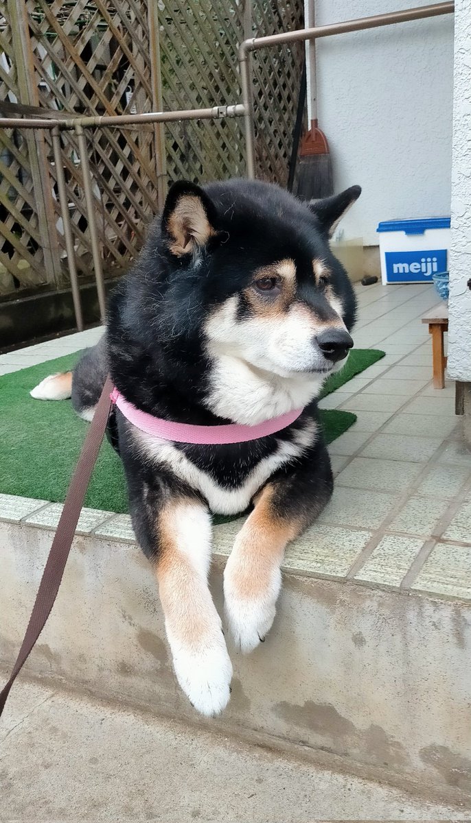 まめたろう (@mamemamemakmaki) / Posts / X