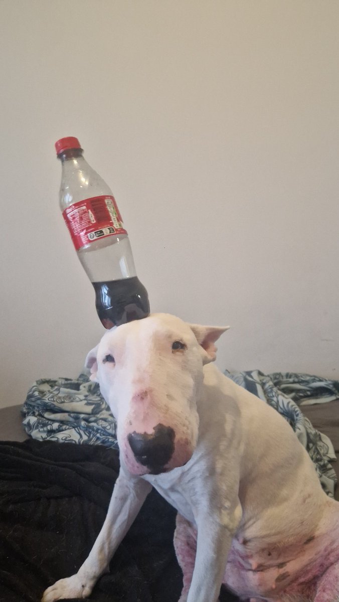 Your Sona vs IRL Animal ! 🩷🤍