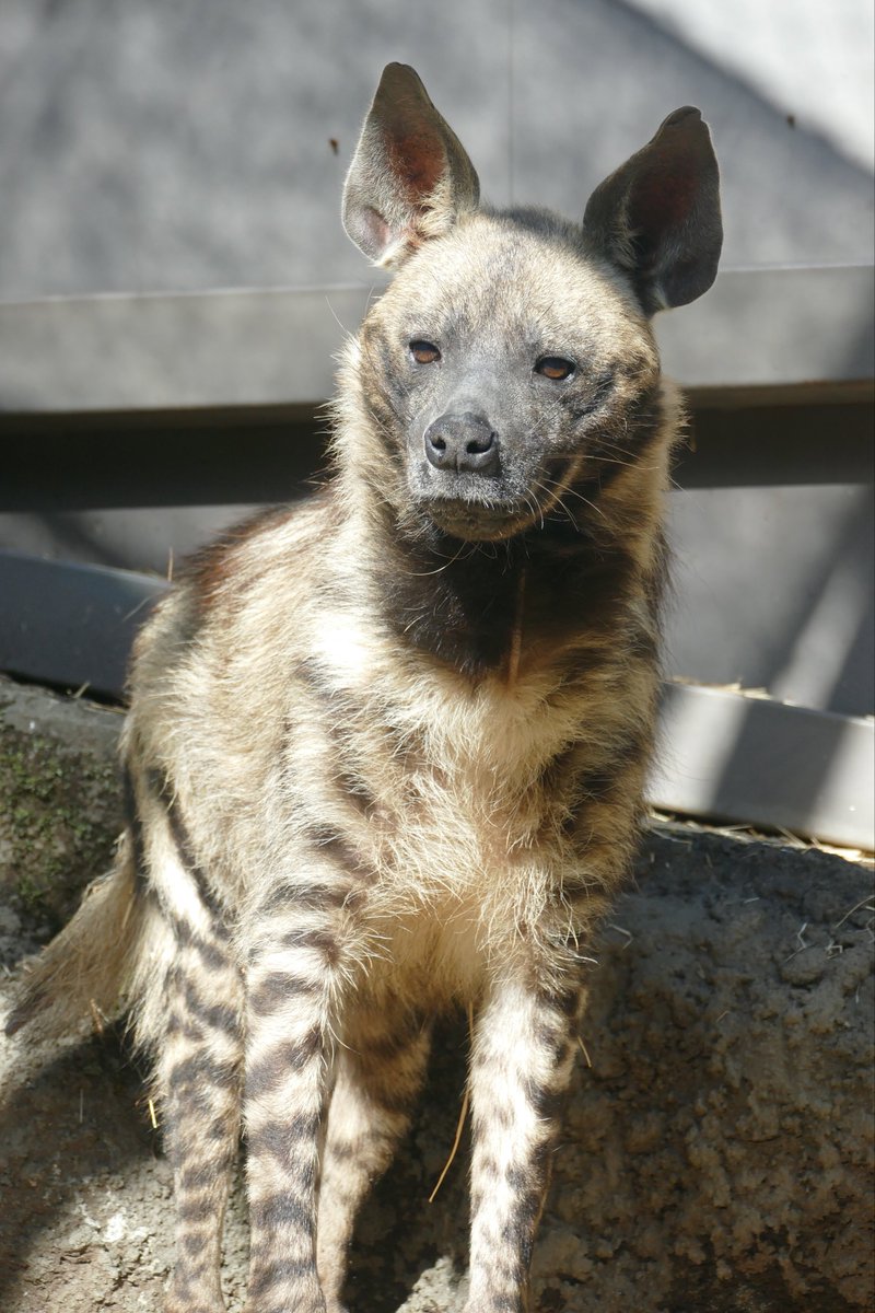 lycaon_remuru's tweet image. 今日も一日が始まる...🐾
#シマハイエナ 
#ハイエナ地位向上委員会
#富士サファリパーク